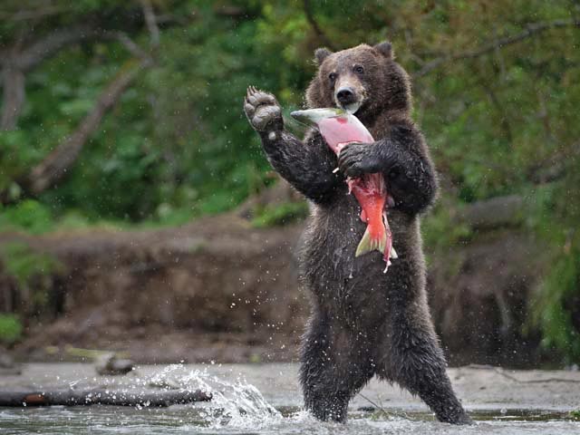 Le 30 foto di animali più belle al mondo